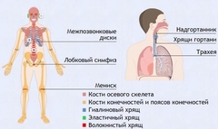 Интерактивные курсы. Биология 9 класс. Базовый. - fgospostavki.ru - Саратов
