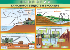 Таблица "Круговорот веществ в биосфере" (100х140 сантиметров, винил) - fgospostavki.ru - Саратов