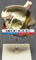 Модель "Разрез носоглотки" - fgospostavki.ru - Саратов