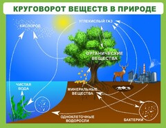 Стенд "Круговорот веществ" - fgospostavki.ru - Саратов