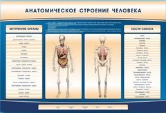 Электрифицированный стенд-тренажер c макетом скелета "Анатомическое строение человека" - fgospostavki.ru - Саратов