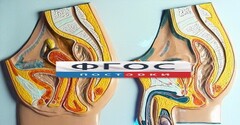 Модель барельефная "Таз мужской и таз женский" - fgospostavki.ru - Саратов