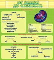 Стенд "От клетки до организма" - fgospostavki.ru - Саратов
