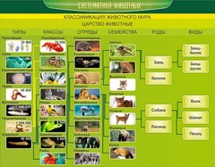Стенд "Систематика животных" - fgospostavki.ru - Саратов