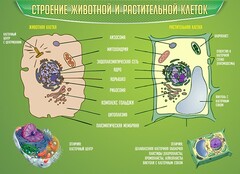 Стенд "Строение животной и растительной клеток" - fgospostavki.ru - Саратов