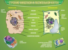  Биология - fgospostavki.ru - Саратов