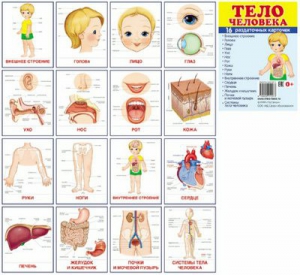Раздаточные карточки "Тело человека" - fgospostavki.ru - Саратов