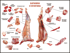 Таблица "Правила разделки мясных туш. Баранина и ягнятина" (100х140 сантиметров, винил) - fgospostavki.ru - Саратов