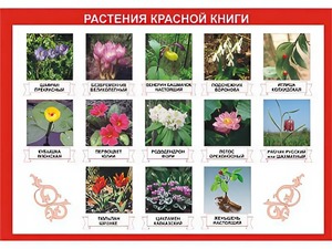 Таблица демонстрационная "Растения Красной книги" (винил 70*100) - fgospostavki.ru - Саратов