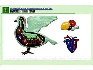 Рельефная таблица "Внутреннее строение голубя" (формат А1, матовое ламинирование) - fgospostavki.ru - Саратов