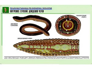 Рельефная таблица "Внутреннее строение дождевого червя" (формат А1, матовое ламинирование) - fgospostavki.ru - Саратов