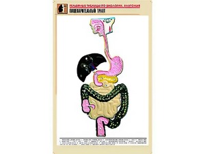 Рельефная таблица "Пищеварительный тракт" (формат А1, матовое ламинирование) - fgospostavki.ru - Саратов