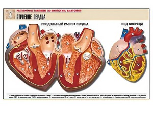 Рельефная таблица "Строение сердца" (формат А1, матовое ламинирование) - fgospostavki.ru - Саратов