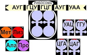 Модель-аппликация "Биосинтез белка" (ламинированная) - fgospostavki.ru - Саратов