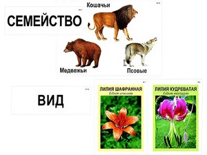 Модель-аппликация "Классификация растений и животных" (ламинированная) - fgospostavki.ru - Саратов