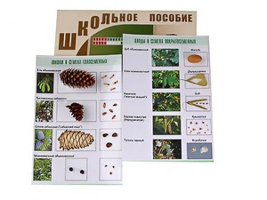 Коллекция "Шишки, плоды, семена деревьев и кустарников" - fgospostavki.ru - Саратов