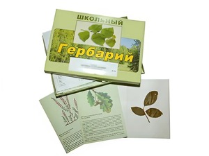 Гербарий "Дикорастущие растения" (30 видов, с иллюстрациями) - fgospostavki.ru - Саратов