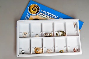 Коллекция "Раковины моллюсков" - fgospostavki.ru - Саратов