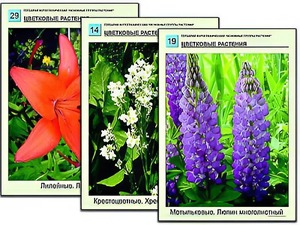 Гербарий фотографический "Основные группы растений" - fgospostavki.ru - Саратов