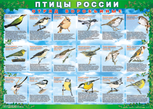 Комплект таблиц "Птицы России (4 листа)" (100х140 сантиметров, винил) - fgospostavki.ru - Саратов