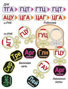 Модель-аппликация Биосинтез белка - fgospostavki.ru - Саратов