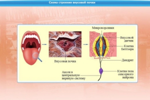 Интерактивные курсы. Биология 10 класс. Базовый. - fgospostavki.ru - Саратов