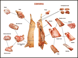 Таблица "Правила разделки мясных туш. Свинина" (100х140 сантиметров. винил) - fgospostavki.ru - Саратов