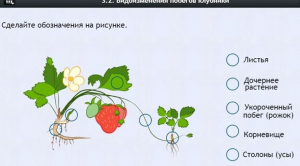 Интерактивные курсы. Биология 7 класс. Расширенный. - fgospostavki.ru - Саратов