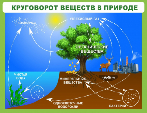 Стенд "Круговорот веществ" - fgospostavki.ru - Саратов