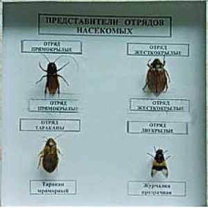 Коллекция энтомологическая "Представители отряда насекомых" - fgospostavki.ru - Саратов
