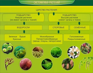 Стенд "Систематика растений" - fgospostavki.ru - Саратов
