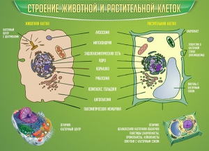Стенд "Строение животной и растительной клеток" - fgospostavki.ru - Саратов