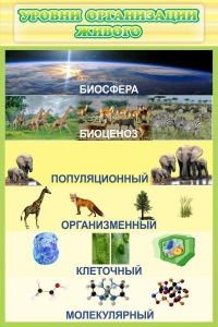 Стенд "Уровни организации живого" - fgospostavki.ru - Саратов
