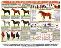 Комплект плакатов "Служебное коневодство" - fgospostavki.ru - Саратов