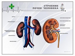 Стенд "Строение почки человека" - fgospostavki.ru - Саратов