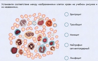 Интерактивные курсы. Биология 11 класс. Расширенный. - fgospostavki.ru - Саратов