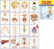 Раздаточные карточки "Тело человека" - fgospostavki.ru - Саратов