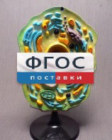 Модель "Клетка растения" - fgospostavki.ru - Саратов