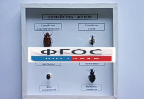 Коллекция "Семейство жуков" - fgospostavki.ru - Саратов