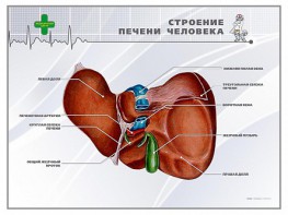 Стенд "Строение печени человека" - fgospostavki.ru - Саратов