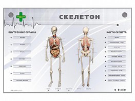 Электрифицированный стенд-тренажер "Скелетон" - fgospostavki.ru - Саратов