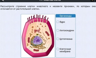 Интерактивные курсы. Биология 8 класс. Базовый - fgospostavki.ru - Саратов