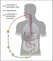 Модель-аппликация Цикл развития аскариды - fgospostavki.ru - Саратов