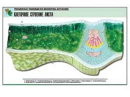 Рельефная таблица "Клеточное строение листа" (формат А1, матовое ламинирование) - fgospostavki.ru - Саратов