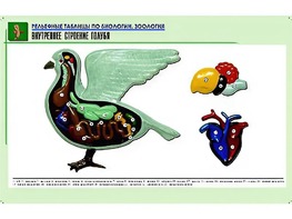 Рельефная таблица "Внутреннее строение голубя" (формат А1, матовое ламинирование) - fgospostavki.ru - Саратов