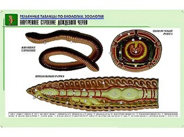 Рельефная таблица "Внутреннее строение дождевого червя" (формат А1, матовое ламинирование) - fgospostavki.ru - Саратов
