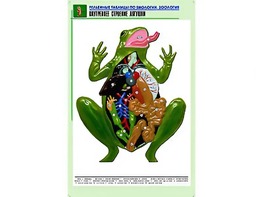 Рельефная таблица "Внутреннее строение лягушки" (формат А1, матовое ламинирование) - fgospostavki.ru - Саратов