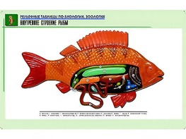 Рельефная таблица "Внутреннее строение рыбы" (формат А1, матовое ламинирование) - fgospostavki.ru - Саратов