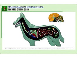 Рельефная таблица "Внутреннее строение собаки" (формат А1, матовое ламинирование) - fgospostavki.ru - Саратов
