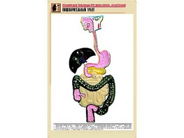 Рельефная таблица "Пищеварительный тракт" (формат А1, матовое ламинирование) - fgospostavki.ru - Саратов
